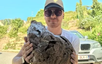 Traitement de nid de frelons européens à Saint Raphaël