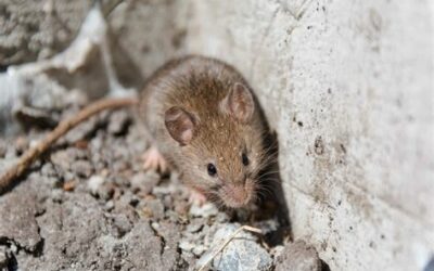 Problème de rongeurs dans votre logement ? Que faire ?